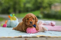 Bluey, a male Goldendoodle for sale in Dundee, OH – 2 of 7