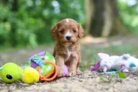 Vivian, a female Cavapoo for sale in Dundee, OH – 4 of 10