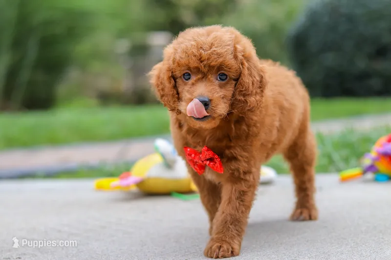 Bodie – Goldendoodle puppy for sale in Dundee, OH