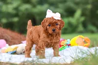 Bella, a female Goldendoodle for sale in Dundee, OH – 3 of 6