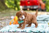 Cooper, a male Cavapoo for sale in Dundee, OH – 5 of 10