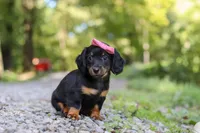 AKC Everly, a female Miniature Dachshund for sale in Dundee, OH – 6 of 8