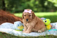 Lila, a female Miniature Goldendoodle for sale in Dundee, OH – 6 of 10