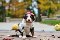 Rosie, a female Bernedoodle for sale in Dundee, OH – 4 of 6