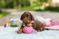 Maverick, a male Miniature Dachshund for sale in Dundee, OH – 5 of 10