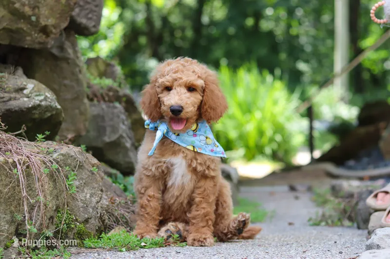 AKC Leo – Poodle - Standard  puppy for sale in Dundee, OH