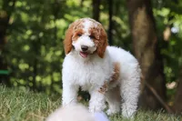 AKC Blossom, a female Poodle - Multi-Colored Standard and Poodle - Standard  for sale in Dundee, OH – 3 of 10
