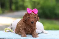 Jewel, a female Miniature Goldendoodle for sale in Dundee, OH – 6 of 9