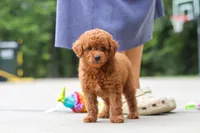 Kobe, a male Goldendoodle for sale in Dundee, OH – 5 of 10