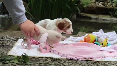AKC Blossom, a female Poodle - Standard  for sale in Dundee, OH – 10 of 10