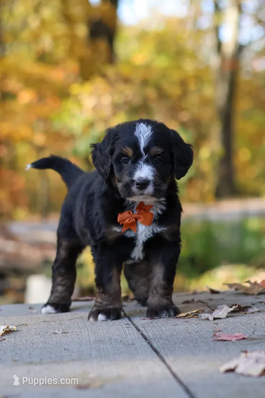 Kyle – Bernedoodle puppy for sale in Dundee, OH