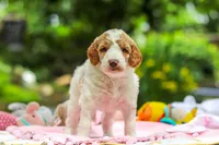 AKC Blossom, a female Poodle - Standard  for sale in Dundee, OH – 3 of 10