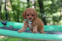 Victor, a male Cavapoo for sale in Dundee, OH – 8 of 10
