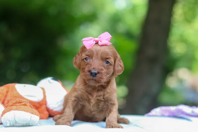 Jovie – Miniature Goldendoodle puppy for sale in Dundee, OH