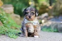 Emmett, a male Miniature Aussiedoodle for sale in Dundee, OH – 3 of 10
