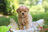 Taylor, a female Maltipoo for sale in Dundee, OH – 7 of 10