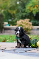 Kyle, a male Bernedoodle for sale in Dundee, OH – 7 of 9