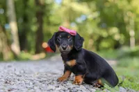AKC Everly, a female Miniature Dachshund for sale in Dundee, OH – 5 of 8