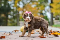 Honey, a female Bernedoodle for sale in Dundee, OH – 7 of 8