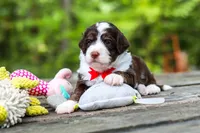 Maverick, a male Bernedoodle for sale in Dundee, OH – 9 of 10