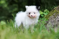Kitty, a female Pomeranian for sale in Dundee, OH – 8 of 10