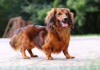 AKC Alex, a male Miniature Dachshund for sale in Dundee, OH – 5 of 6