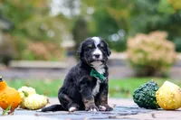 Kyle, a male Bernedoodle for sale in Dundee, OH – 8 of 9