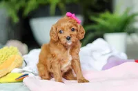 Ember, a female Cavapoo for sale in Dundee, OH – Photo 1 of 7