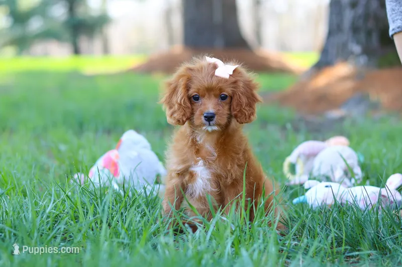 Ember – Cavapoo puppy for sale in Dundee, OH