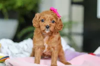 Ember, a female Cavapoo for sale in Dundee, OH – Photo 4 of 7