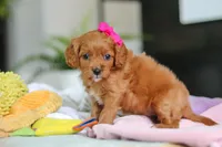 Ember, a female Cavapoo for sale in Dundee, OH – Photo 7 of 7