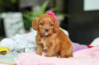 Ember, a female Cavapoo for sale in Dundee, OH – Photo 2 of 7