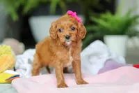 Ember, a female Cavapoo for sale in Dundee, OH – Photo 3 of 7
