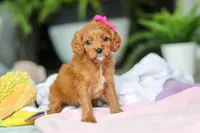 Ember, a female Cavapoo for sale in Dundee, OH – Photo 6 of 7