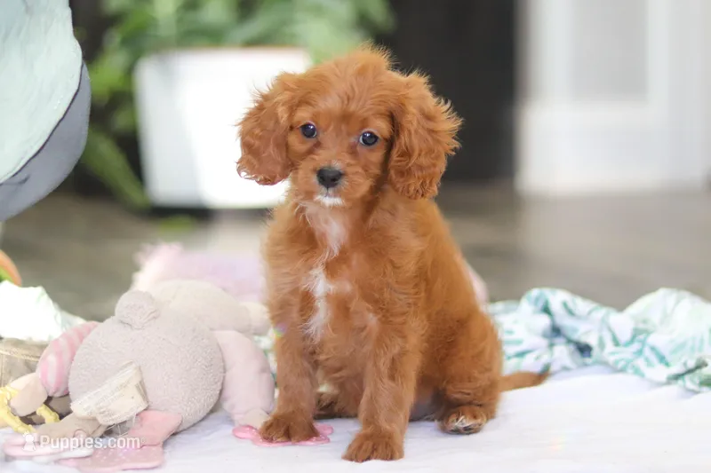 Ember – Cavapoo puppy for sale in Dundee, OH