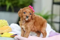 Ember, a female Cavapoo for sale in Dundee, OH – Photo 5 of 7