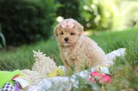 Taylor, a female Maltipoo for sale in Dundee, OH – 6 of 10