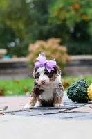 Savannah, a female Bernedoodle for sale in Dundee, OH – 5 of 5