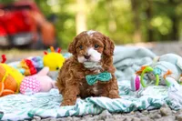 Cooper, a male Cavapoo for sale in Dundee, OH – 2 of 10