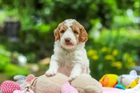 AKC Blossom, a female Poodle - Standard  for sale in Dundee, OH – 8 of 10