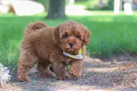 Hunter, a male Miniature Goldendoodle for sale in Dundee, OH – 7 of 10