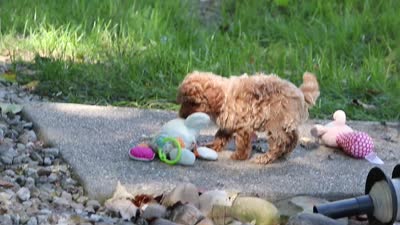 Jodi, a female Poodle - Toy  for sale in Dundee, OH – 9 of 9