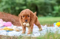 Bluey, a male Goldendoodle for sale in Dundee, OH – 2 of 7