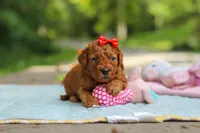 Hannah, a female Goldendoodle for sale in Dundee, OH – 3 of 10