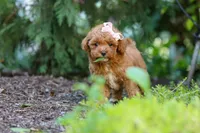 Leah, a female Poodle - Toy  for sale in Dundee, OH – 5 of 10