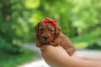 Hannah, a female Goldendoodle for sale in Dundee, OH – 6 of 10