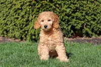 Archie, a male Miniature Goldendoodle for sale in Dundee, OH – Photo 9 of 9