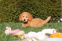 Archie, a male Miniature Goldendoodle for sale in Dundee, OH – Photo 7 of 9