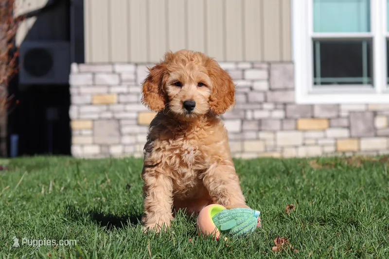 Archie – Miniature Goldendoodle puppy for sale in Dundee, OH
