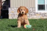 Archie, a male Miniature Goldendoodle for sale in Dundee, OH – Photo 1 of 9